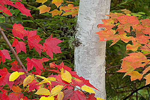 红枫,叶子,桦树,彩色,怀特山国家森林,新罕布什尔