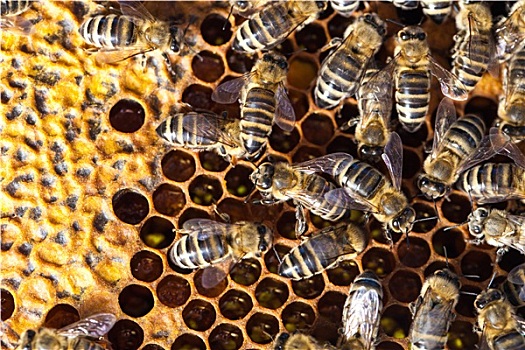 微距,蜜蜂,蜂窝