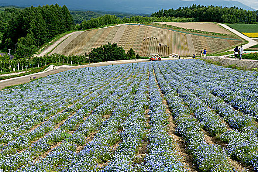 日本北海道美瑛花海