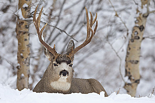 长耳鹿,骡鹿,公鹿,雪中,沃特顿,冰河,国际,平和,公园,艾伯塔省,加拿大