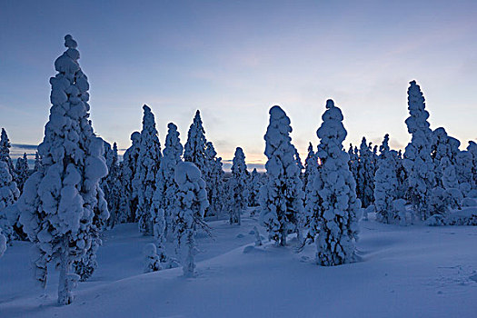 芬兰,冬日树林,黄昏,靠近,拉普兰,欧洲