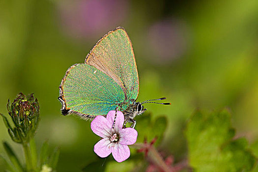 绿色,灰蝶科,保加利亚,欧洲
