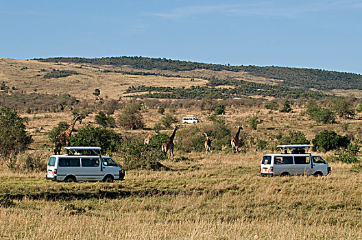 旅游,长颈鹿,马赛马拉国家保护区,肯尼亚