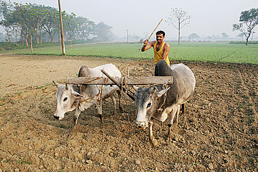 孟加拉,农民,犁,牛,稻田,二月,稻米,作物