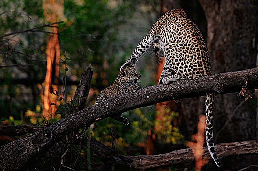 豹,母亲,玩,幼兽,博茨瓦纳