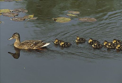 野鸭,绿头鸭,母亲,小鸭子,跟随,德国