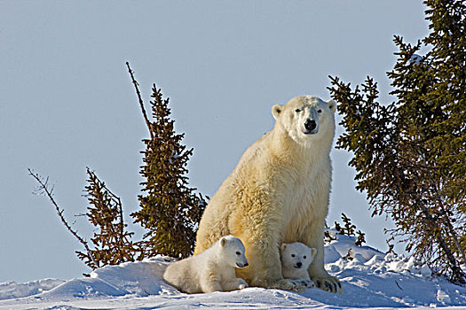 加拿大,曼尼托巴,瓦普斯克国家公园,北极熊,幼兽,母亲