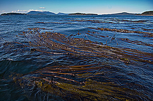 海藻,加拿大