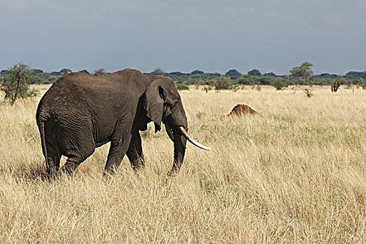 非洲,大象,坦桑尼亚