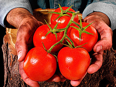 农民,男人,拿着,西红柿茎