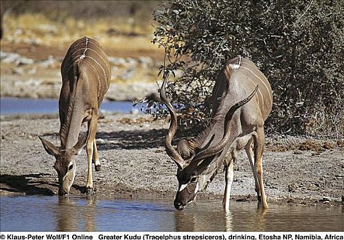一对,大捻角羚,喝,哺乳动物,埃托沙国家公园,纳米比亚,非洲,动物