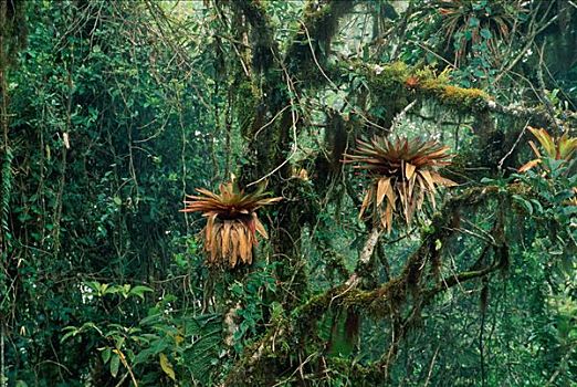 热带雨林,安迪斯山脉,厄瓜多尔