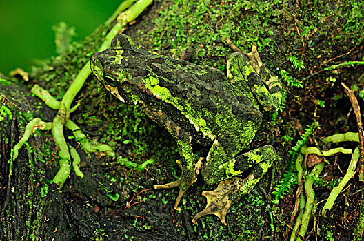 绿色,攀登,蟾蜍,蟾蜍属,保护色,枝头,国家公园,哥斯达黎加