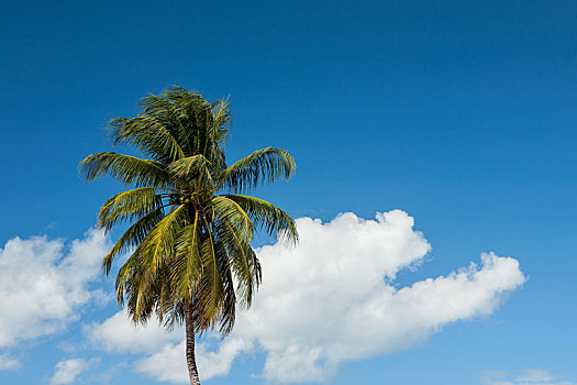 棕榈树,蓝天