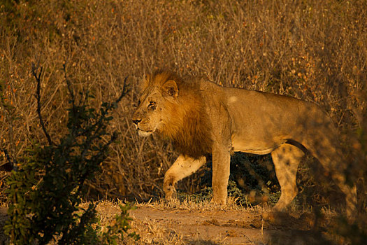 狮子,津巴布韦