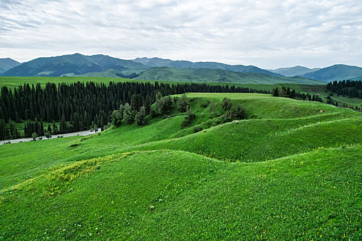 新疆,伊犁,唐布拉草原,百里画廊,雪山,自然风光,航拍