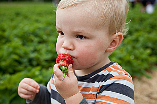 男婴,吃,草莓,看别处
