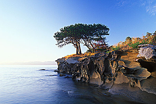 桧属植物,树,砂岩,小岛,靠近,不列颠哥伦比亚省,加拿大