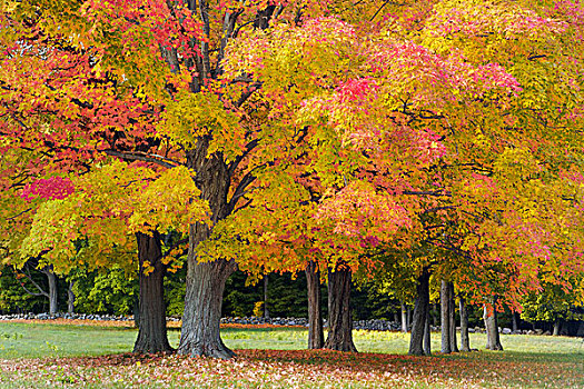 枫树,彩色,靠近,康科德,马萨诸塞