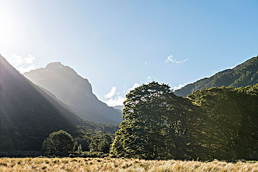 山,树林,燃烧,平头图钉,峡湾国家公园,南部地区,新西兰,大洋洲