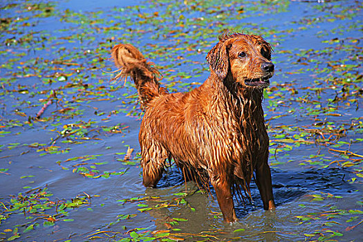 金毛猎犬,狗,水,俄勒冈,美国