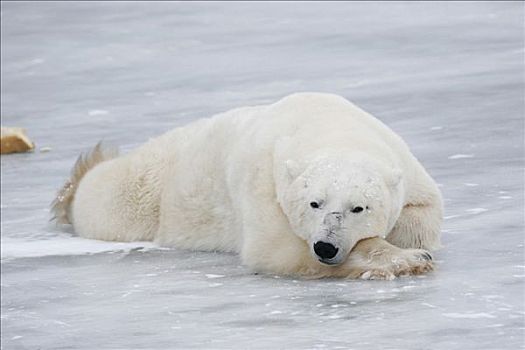 北极熊,放松,丘吉尔市,曼尼托巴,加拿大