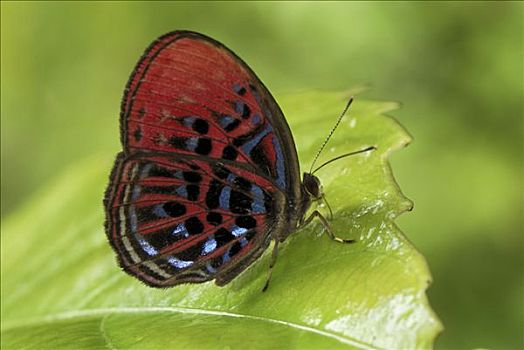 马来,红色,蝴蝶,丹浓谷保护区,婆罗洲,马来西亚