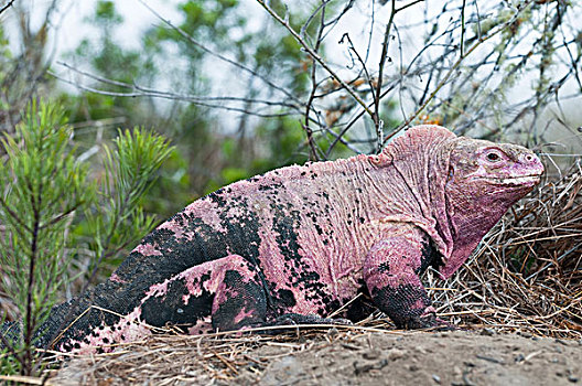 加拉帕戈斯,粉色,陆地,鬣蜥蜴,2009年,火山,伊莎贝拉岛,加拉帕戈斯群岛,厄瓜多尔