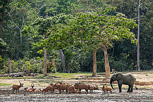 中非共和国,大,牧群,羚羊,旁侧