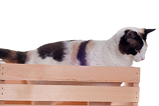 白色,猫,木头,板条箱
