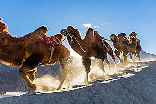 巴克特里亚,一对,骆驼,双峰驼,山谷,拉达克,印度