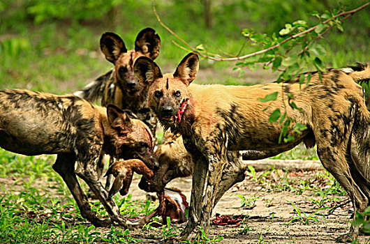 非洲野狗,濒危物种,吃,幼仔,黑斑羚,博茨瓦纳