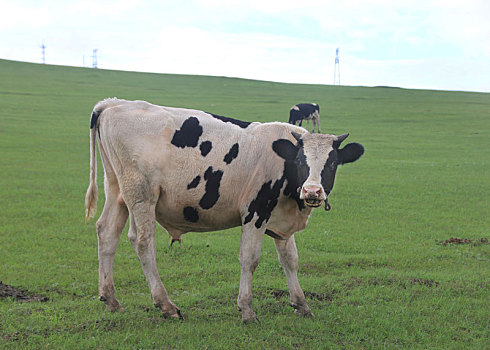 中国内蒙古呼伦贝尔草原景观与牧牛