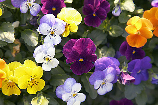 彩色,三色堇,花,花园
