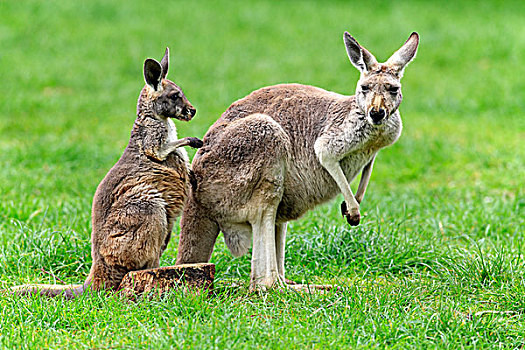西部灰袋鼠,澳洲南部,澳大利亚