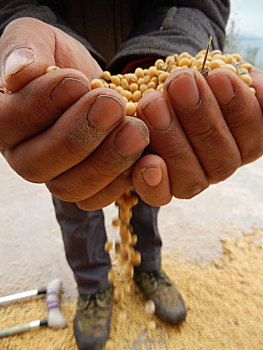 重庆市云阳县外郎乡的粮食大豆