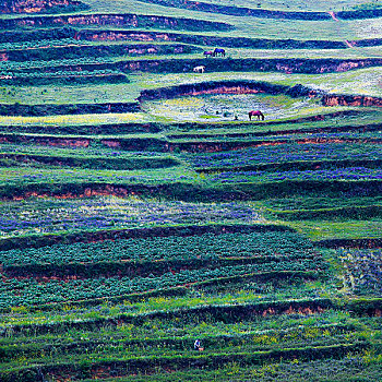 风景,风光,乡村,生态