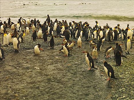 帝企鹅,皇家,企鹅,河流,麦夸里岛,澳大利亚,南极