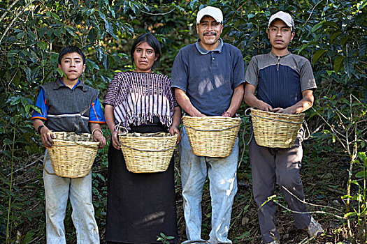 家庭,危地马拉人,工人,咖啡种植园,庄园,远景,危地马拉
