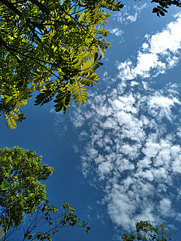 蓝天白云,绿树
