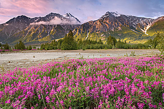 美国,阿拉斯加,阿尔西克河,山谷,野花,山脉