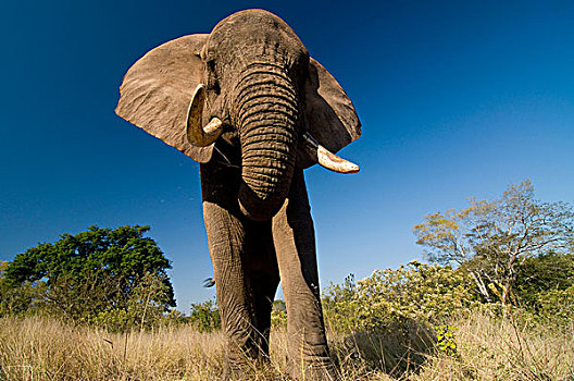 大象,非洲象,保护区,南非,非洲