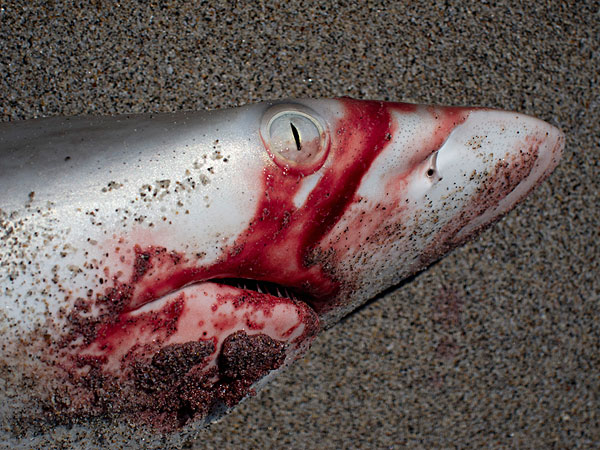 大白鲨死掉的照片图片