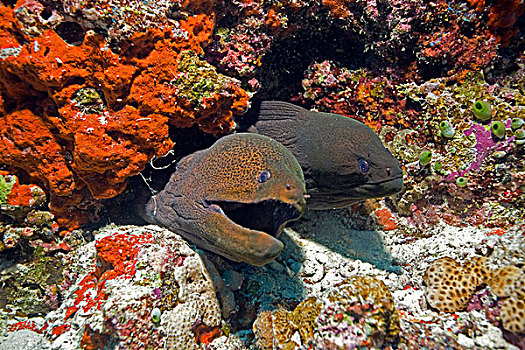 两个,巨大,海鳗,珊瑚,礁石,马尔代夫,印度洋,亚洲