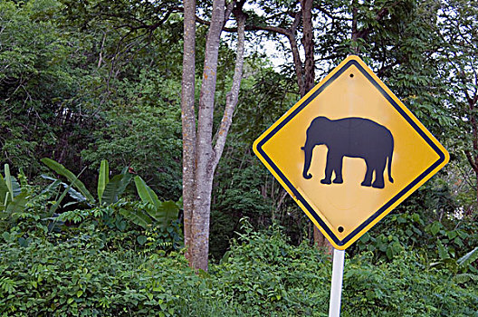 特写,大象,标识,普吉岛,泰国
