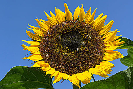 向日葵,蜜蜂,收集,花蜜,巴伐利亚,德国,欧洲