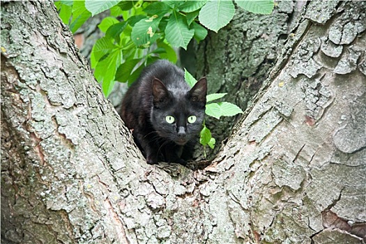 黑猫,树