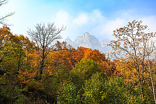 树叶,树枝,秋色,山