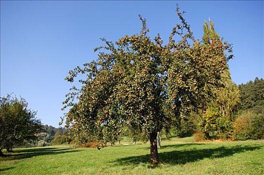 苹果树,红苹果,上弗兰科尼亚,巴伐利亚,德国,欧洲