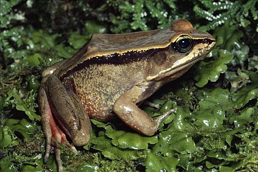 碧眼,青蛙,蛙属,蒙特维多云雾森林自然保护区,哥斯达黎加,濒临灭绝